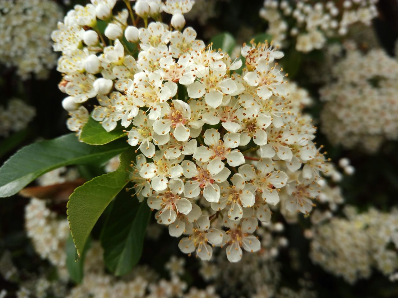 Garden flowers in bloom