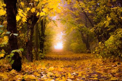 Autumn leaves covered footpath in forest