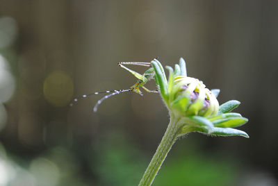 Close-up of insect on plant