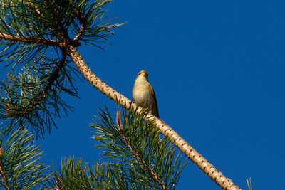 Low angle view of wood warbler perching on branch against blue sky