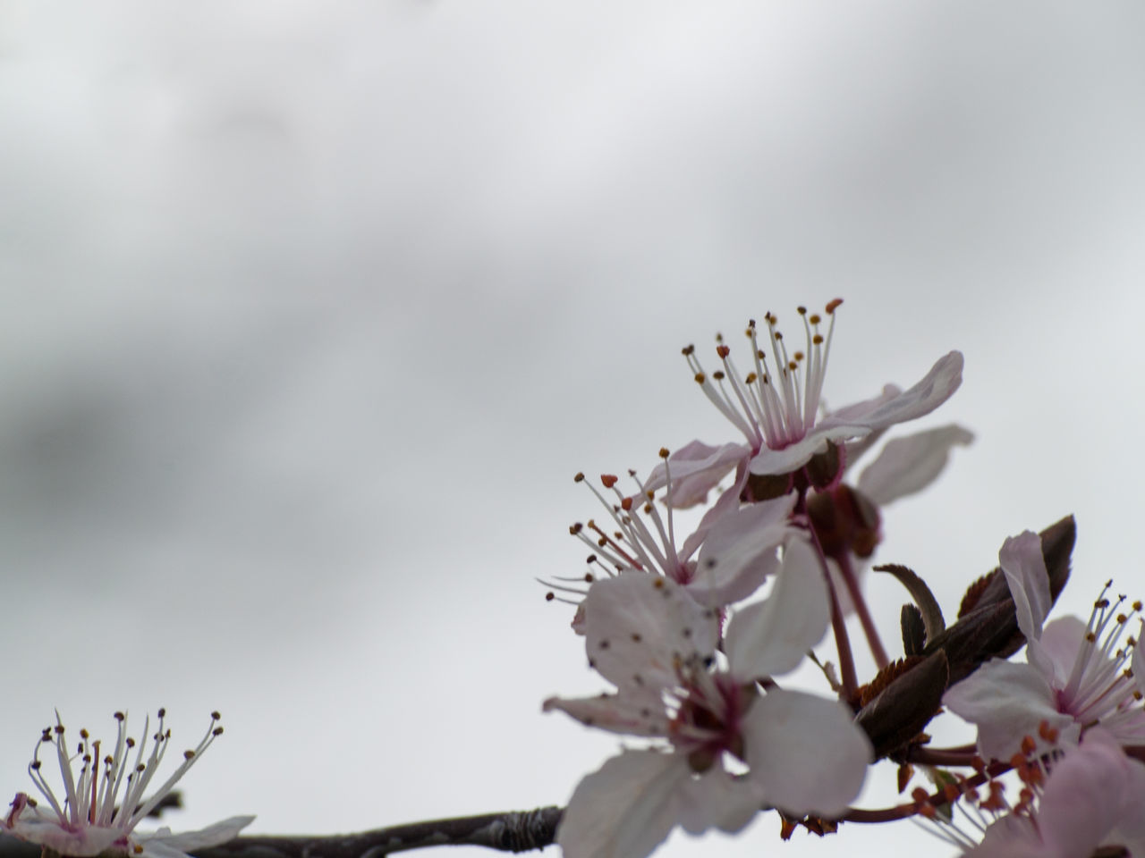 CLOSE-UP OF CHERRY BLOSSOM FLOWERS