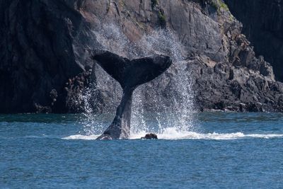 Whale swimming in sea