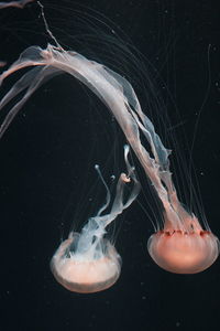 Close-up of jellyfish in sea