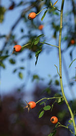 Close-up of orange rose hips on tree