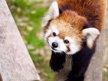 Close-up of cute red panda