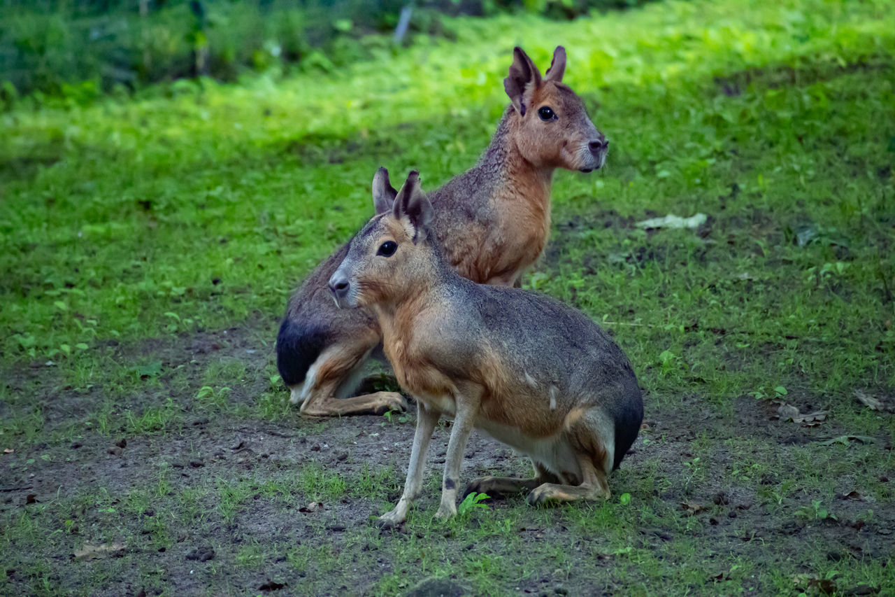 VIEW OF DEER ON FIELD