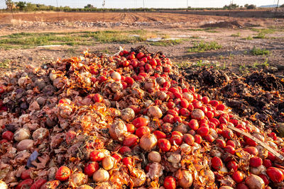 Various fruits on field