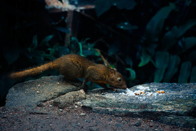 Close-up of lizard on rock