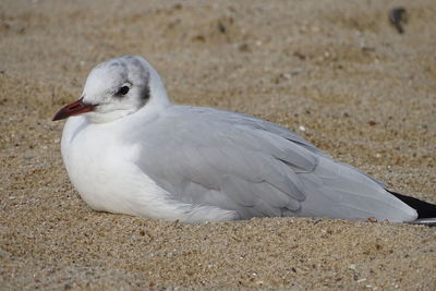 Close-up of seagull on sand