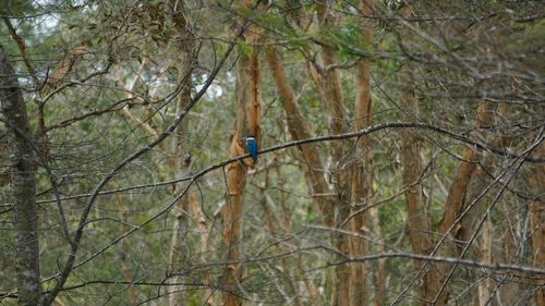 Bird perching on a tree