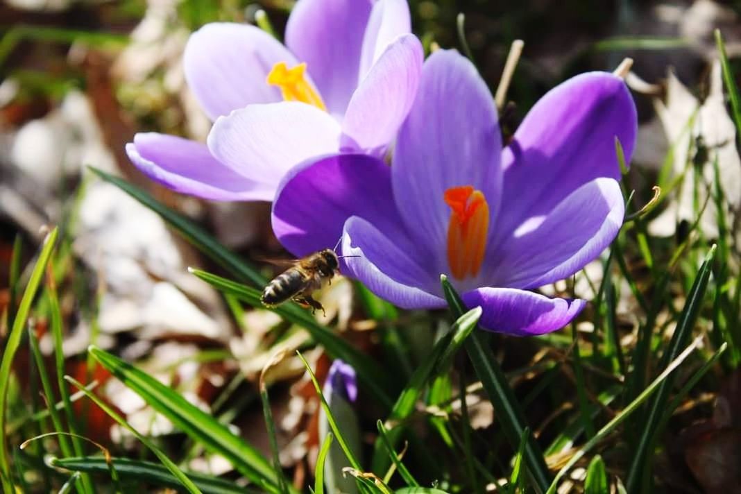 flower, petal, fragility, beauty in nature, nature, growth, freshness, flower head, purple, plant, close-up, selective focus, no people, day, blooming, outdoors, crocus