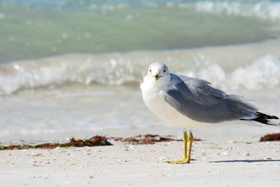 Close-up of seagull perching on beach