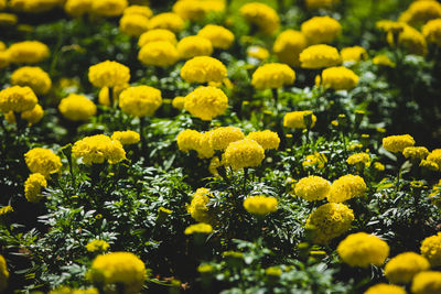 Close-up of yellow flowering plants