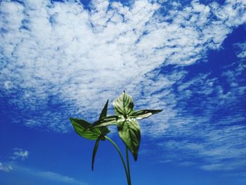 Low angle view of flowering plant against blue sky