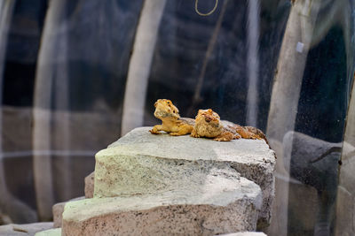 Close-up of lizard on rock