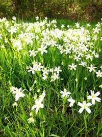 Close-up of white flowering plants on field