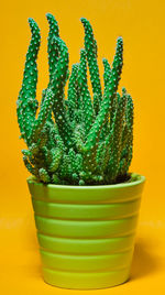 Close-up of green drink against yellow background