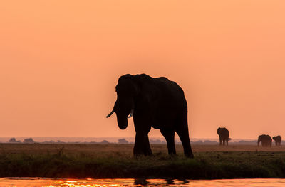 View of elephant standing on field during sunset