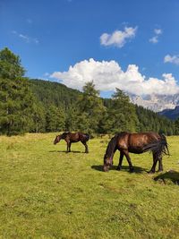 Horses in a field