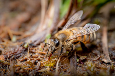 Close-up of insect on land