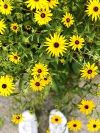 Close-up of yellow flowering plants