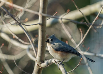 Close-up of bird perching on branch