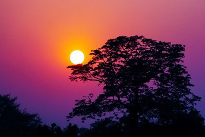 Low angle view of silhouette tree against sky during sunset