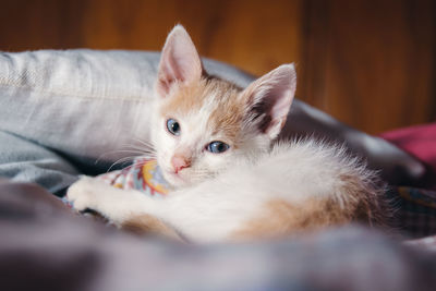 Kitten on the bed looking at the camera