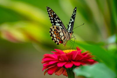 Close-up of butterfly pollinating on pink flower