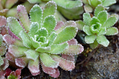 Close-up of water drops on leaves