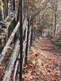 Trees in forest during autumn