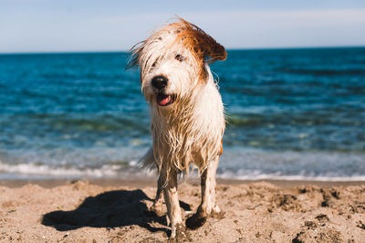 View of dog on beach