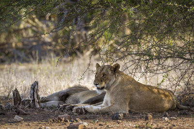 Lionesses relaxing on land