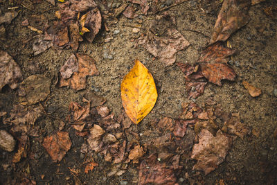 High angle view of maple leaves on street