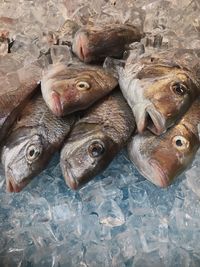 High angle view of fish for sale in market