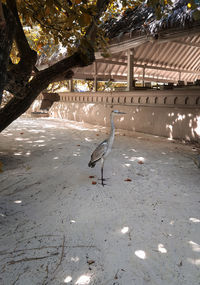 High angle view of gray heron perching on street
