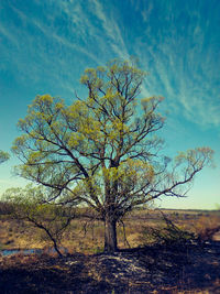 Bare tree on field against sky