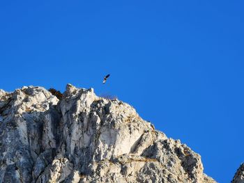 Low angle view of bird flying against blue sky