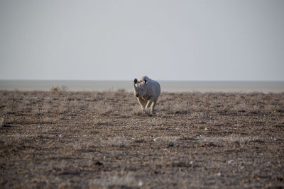 Rhinoceros on field against clear sky