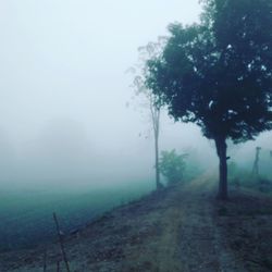 Trees on landscape in foggy weather