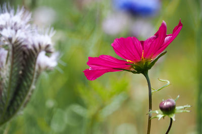 Close-up of pink flower