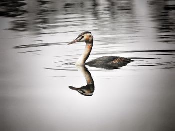 Duck swimming in lake