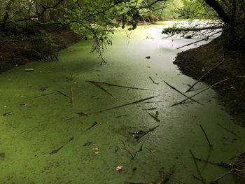 High angle view of wet tree in lake