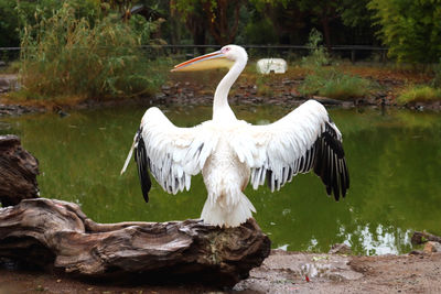 White bird flying over lake