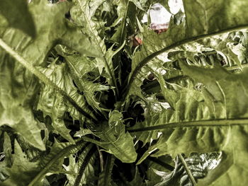 Full frame shot of fresh green leaves