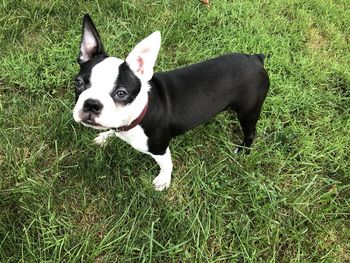 High angle view of dog on grass