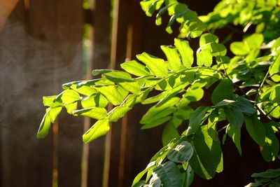 Close-up of plant
