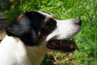 Close-up of dog looking away