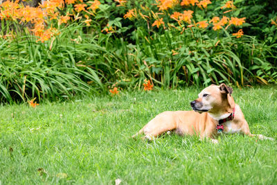 Dog sitting on field