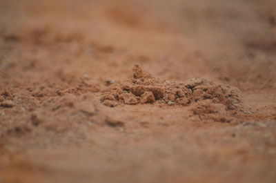 Close-up of lizard on sand